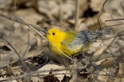 Prothonotary Warbler