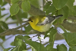 Prothonotary Warbler