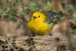 Prothonotary Warbler