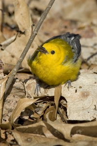 Prothonotary Warbler