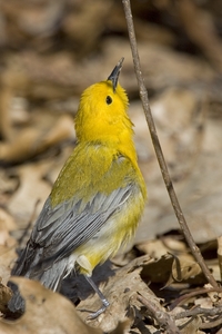 Prothonotary Warbler