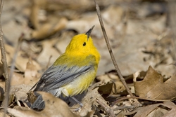 Prothonotary Warbler