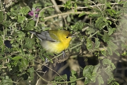 Prothonotary Warbler