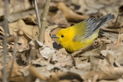 Prothonotary Warbler