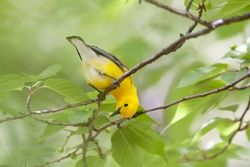 Prothonotary Warbler