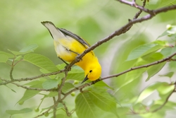 Prothonotary Warbler