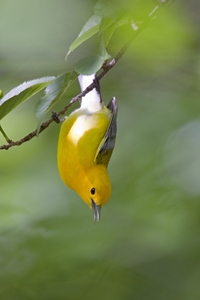 Prothonotary Warbler
