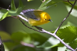 Prothonotary Warbler