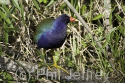 Purple Gallinule