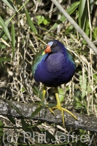 Purple Gallinule