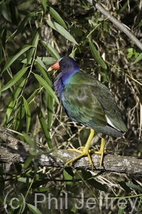 Purple Gallinule