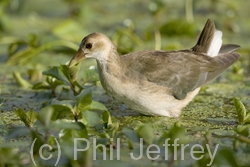 Purple Gallinule