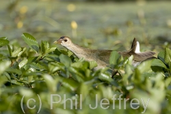 Purple Gallinule