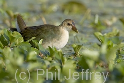 Purple Gallinule