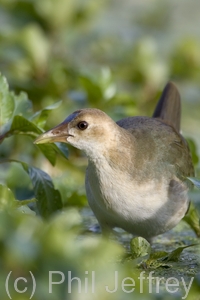 Purple Gallinule