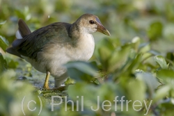 Purple Gallinule