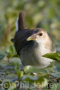 Purple Gallinule