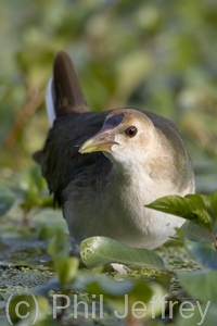 Purple Gallinule