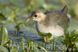 Purple Gallinule