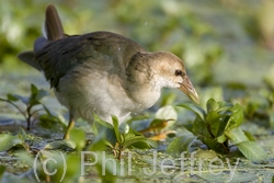 Purple Gallinule