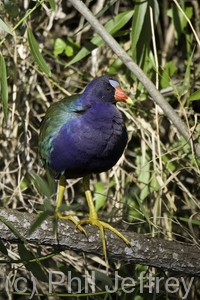 Purple Gallinule