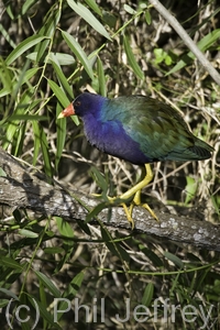 Purple Gallinule