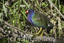 Purple Gallinule