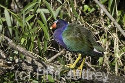 Purple Gallinule