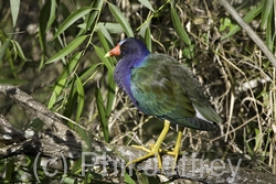 Purple Gallinule