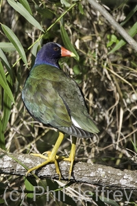 Purple Gallinule