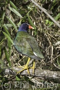 Purple Gallinule