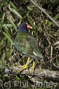 Purple Gallinule