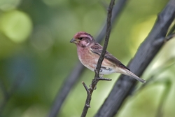 Purple Finch