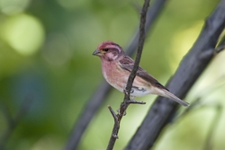 Purple Finch