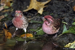 Purple Finch