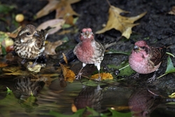 Purple Finch