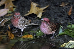 Purple Finch