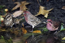 Purple Finch
