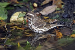 Purple Finch