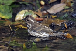 Purple Finch