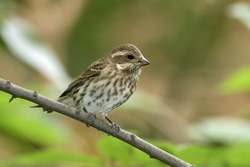 Purple Finch