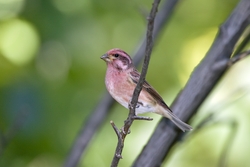 Purple Finch
