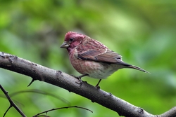 Purple Finch