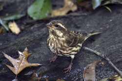 Purple Finch