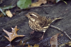 Purple Finch