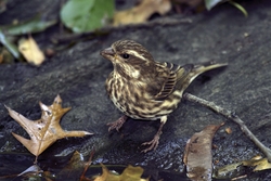Purple Finch