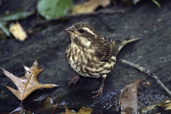 Purple Finch