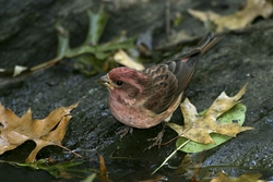 Purple Finch