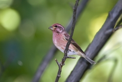 Purple Finch