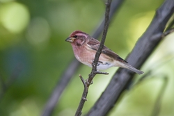 Purple Finch